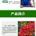 蓝粉75%百菌清蔬菜果树叶斑病白粉病霜霉病锈病炭疽病农