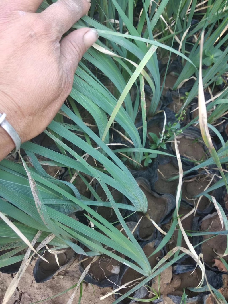 青州马蔺价格马蔺大量出售马蔺批发马兰杯苗青州马兰