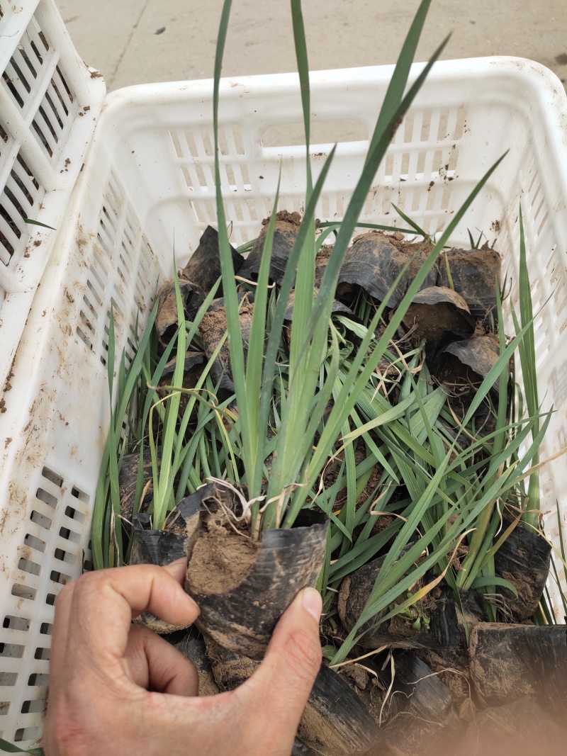 青州马蔺价格马蔺大量出售马蔺批发马兰杯苗青州马兰