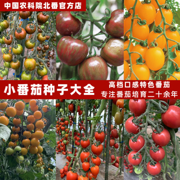 四季樱桃小番茄种子沙瓤西红柿种籽圣女果水果口感好吃蔬菜孑