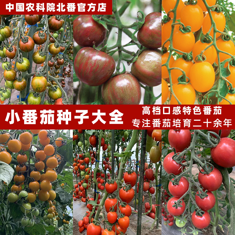 四季樱桃小番茄种子沙瓤西红柿种籽圣女果水果口感好吃蔬菜孑