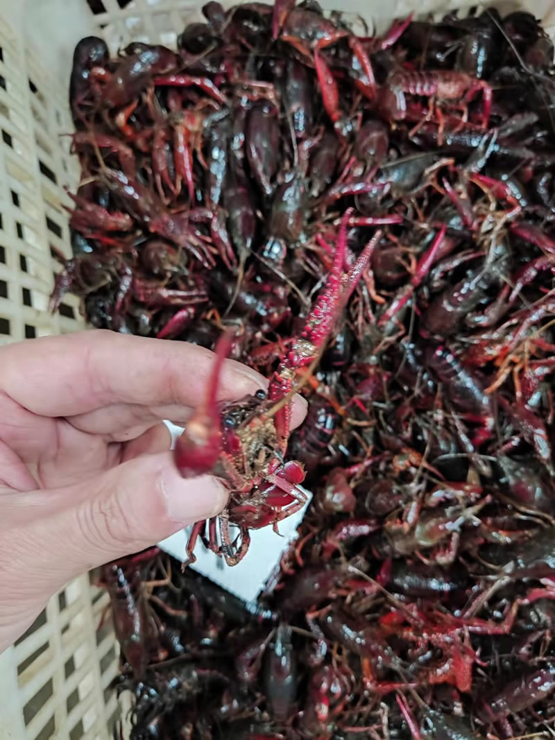 湖北潜江小龙虾小青小红2-4钱货源稳定规格齐全