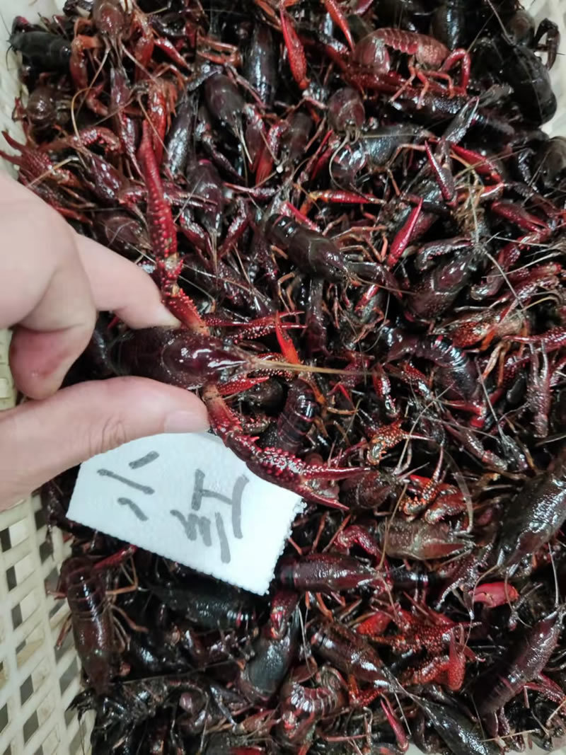 湖北潜江小龙虾小青小红2-4钱货源稳定规格齐全