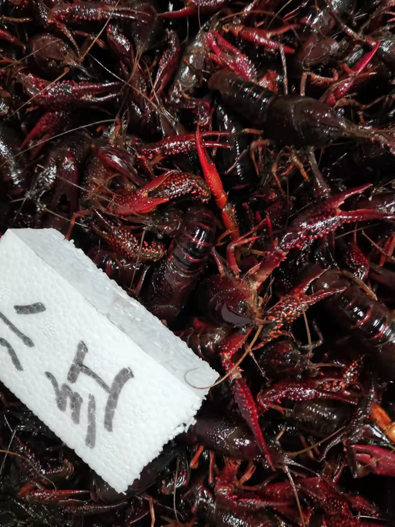 湖北潜江小龙虾小青小红2-4钱货源稳定规格齐全
