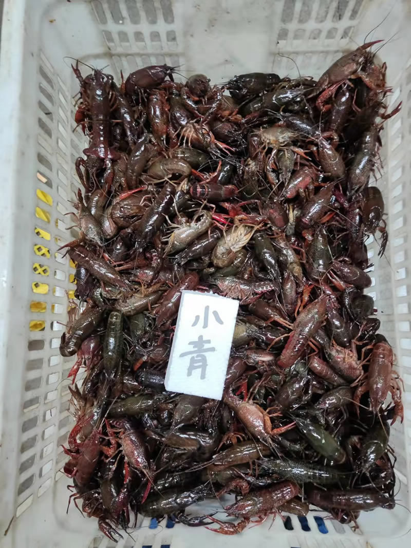 湖北潜江小龙虾小青小红2-4钱货源稳定规格齐全