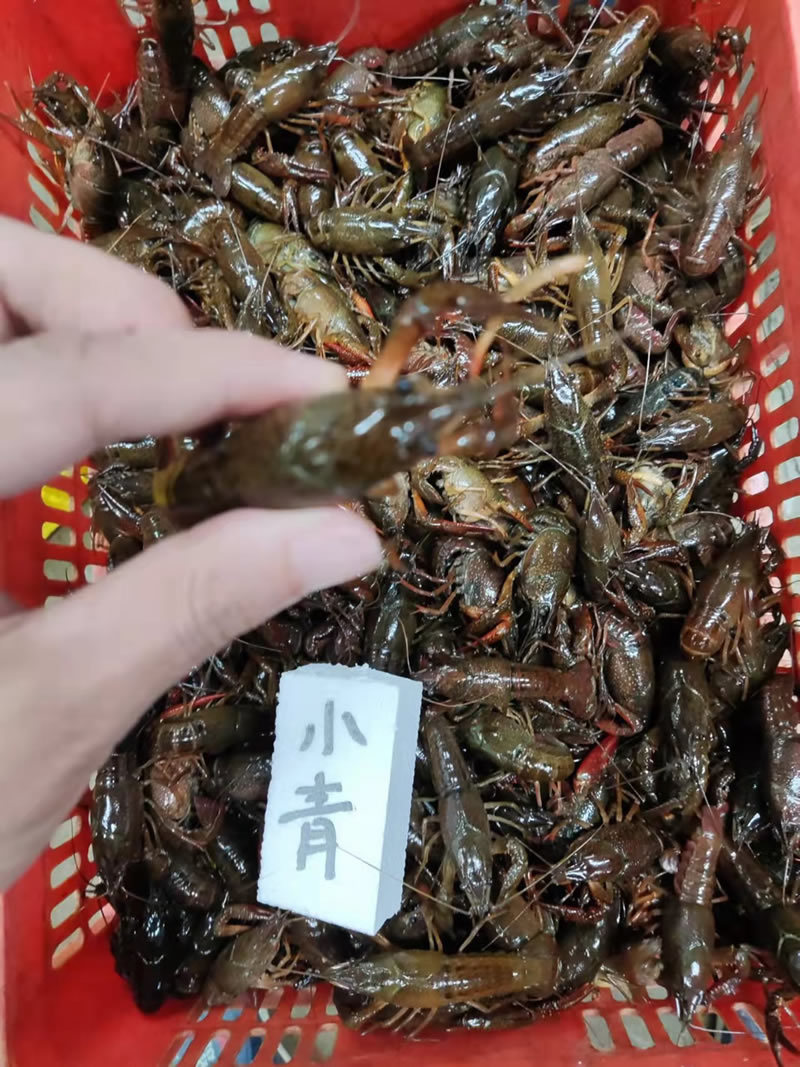 湖北潜江小龙虾小青小红2-4钱货源稳定规格齐全
