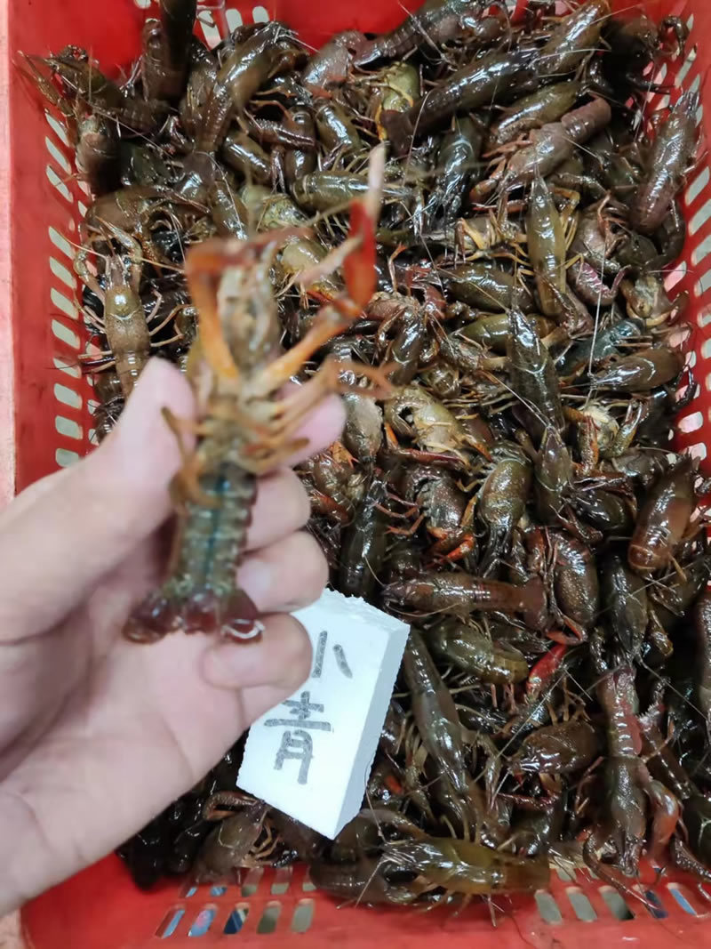 湖北潜江小龙虾小青小红2-4钱货源稳定规格齐全