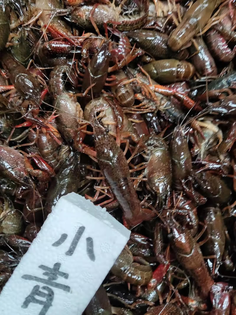 湖北潜江小龙虾小青小红2-4钱货源稳定规格齐全