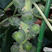 孢子甘蓝种子包心菜抱子甘兰种子小型芽球包心菜种子早熟高产