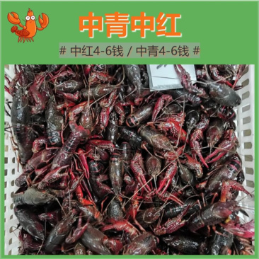 潜江小龙虾中青中红4-6钱