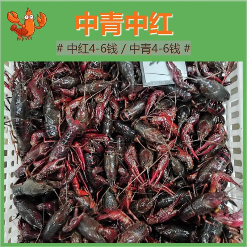 潜江小龙虾中青中红4-6钱