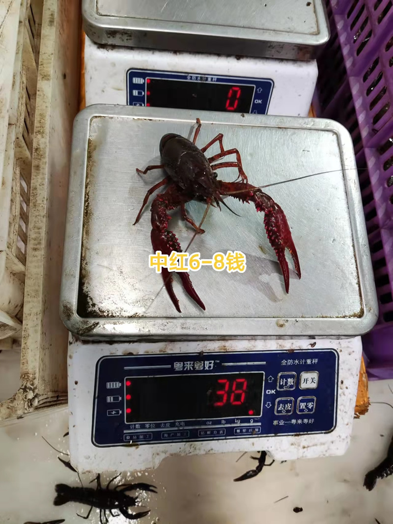 潜江小龙虾中青中红4-6钱