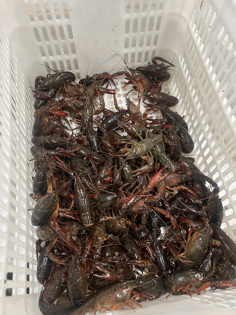 潜江小龙虾中青中红4-6钱