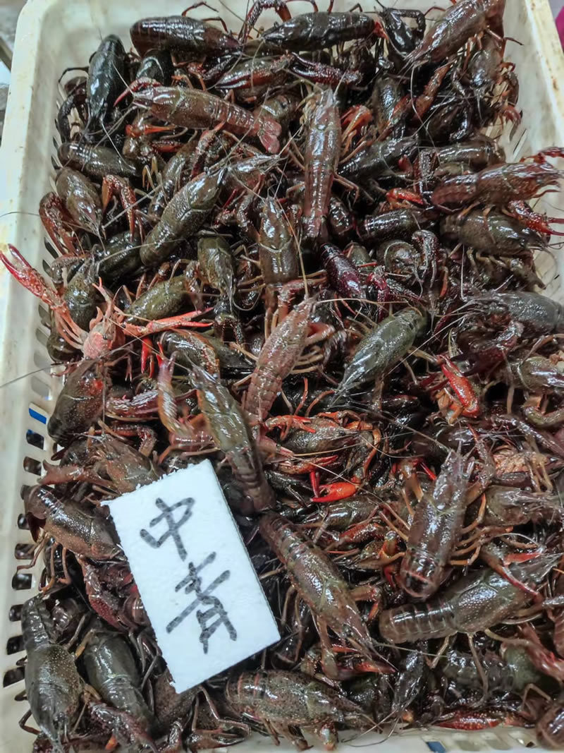 潜江小龙虾中青中红4-6钱