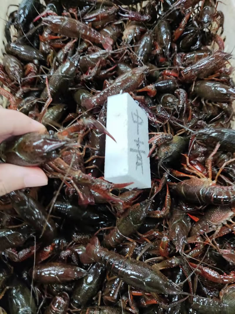 潜江小龙虾中青中红4-6钱