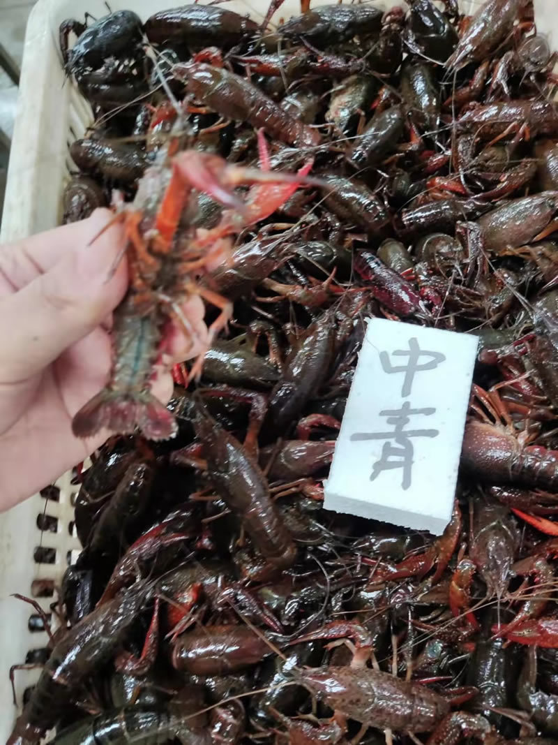潜江小龙虾中青中红4-6钱