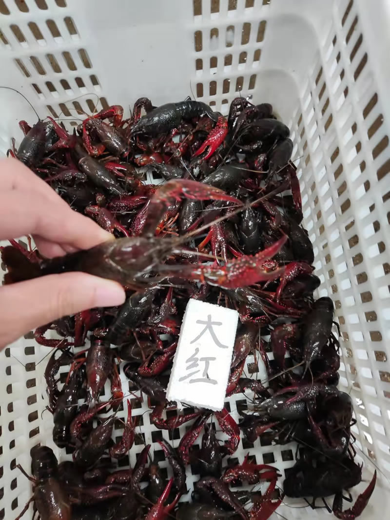 湖北潜江小龙虾大青大红6-8钱