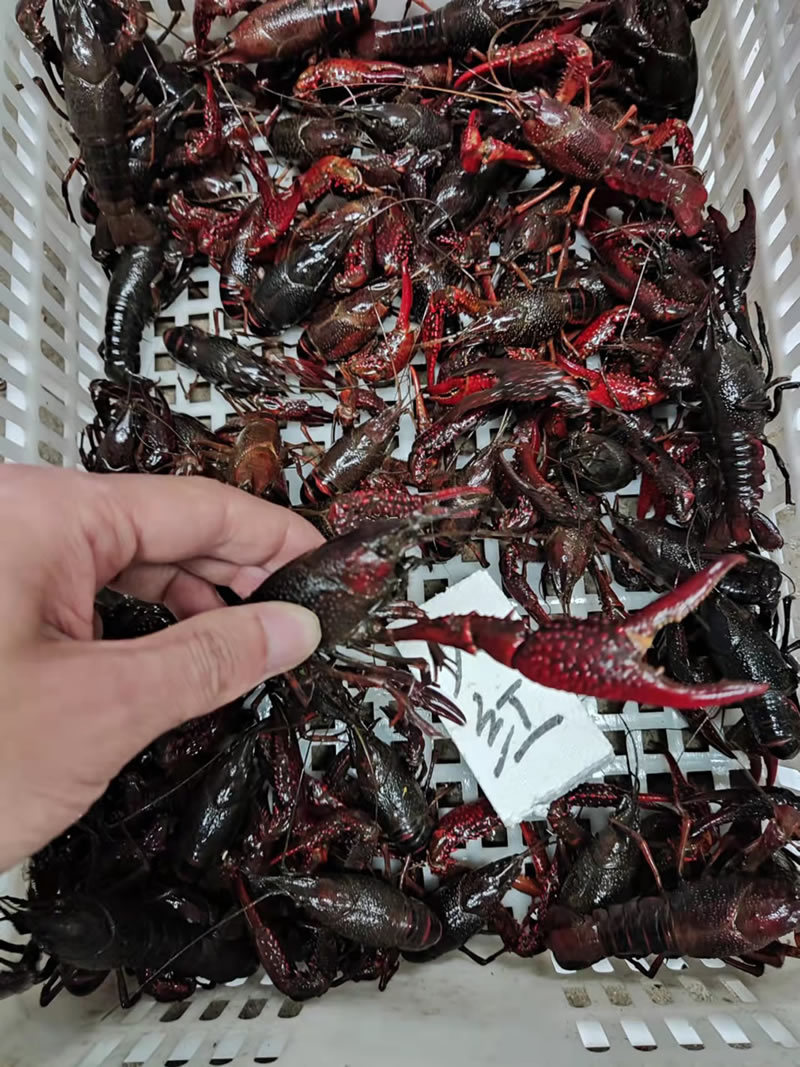 湖北潜江小龙虾大青大红6-8钱