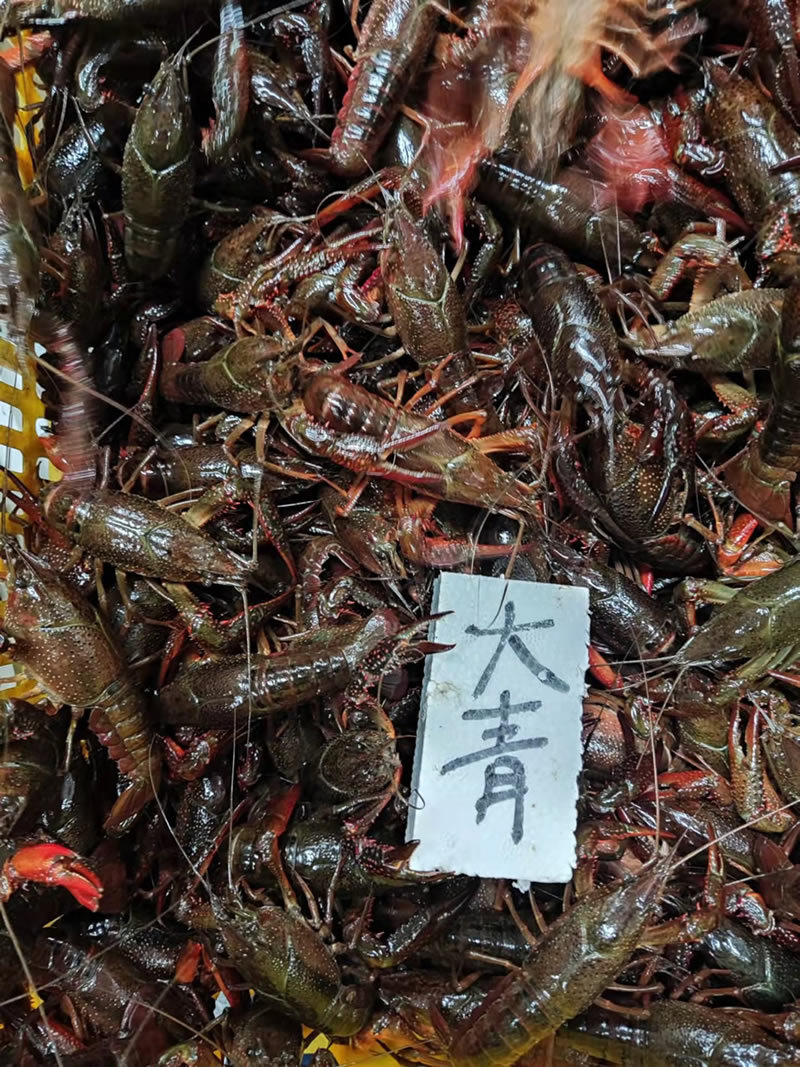 湖北潜江小龙虾大青大红6-8钱