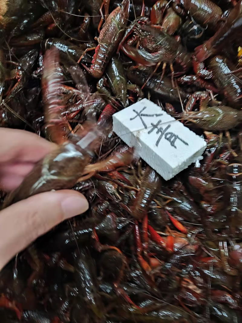 湖北潜江小龙虾大青大红6-8钱