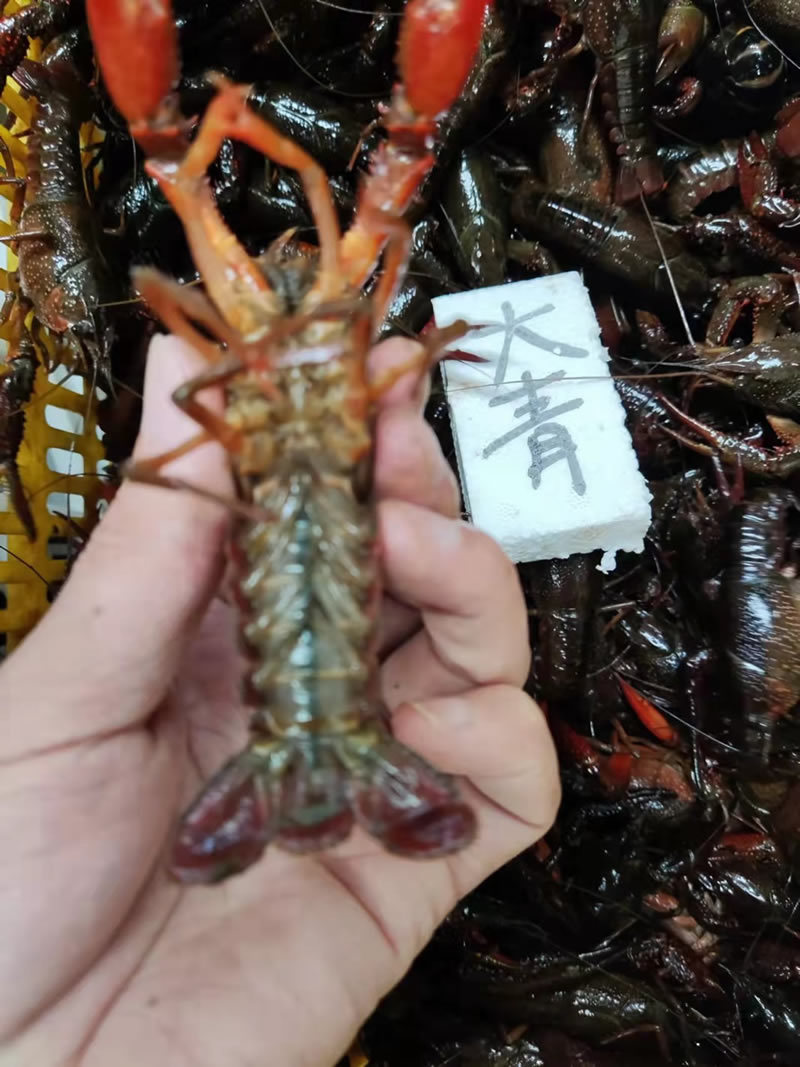 湖北潜江小龙虾大青大红6-8钱