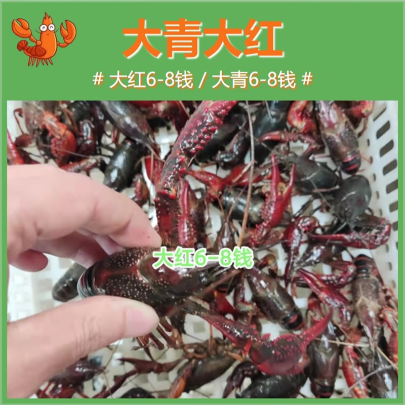 湖北潜江小龙虾炮头炮青