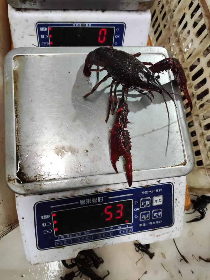 湖北潜江小龙虾炮头炮青