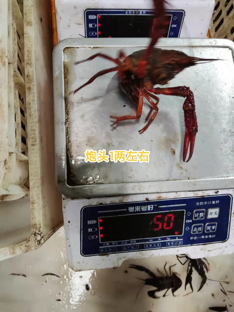 湖北潜江小龙虾炮头炮青