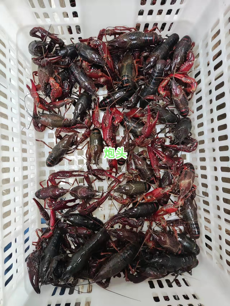 湖北潜江小龙虾炮头炮青