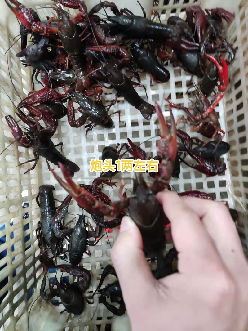 湖北潜江小龙虾炮头炮青