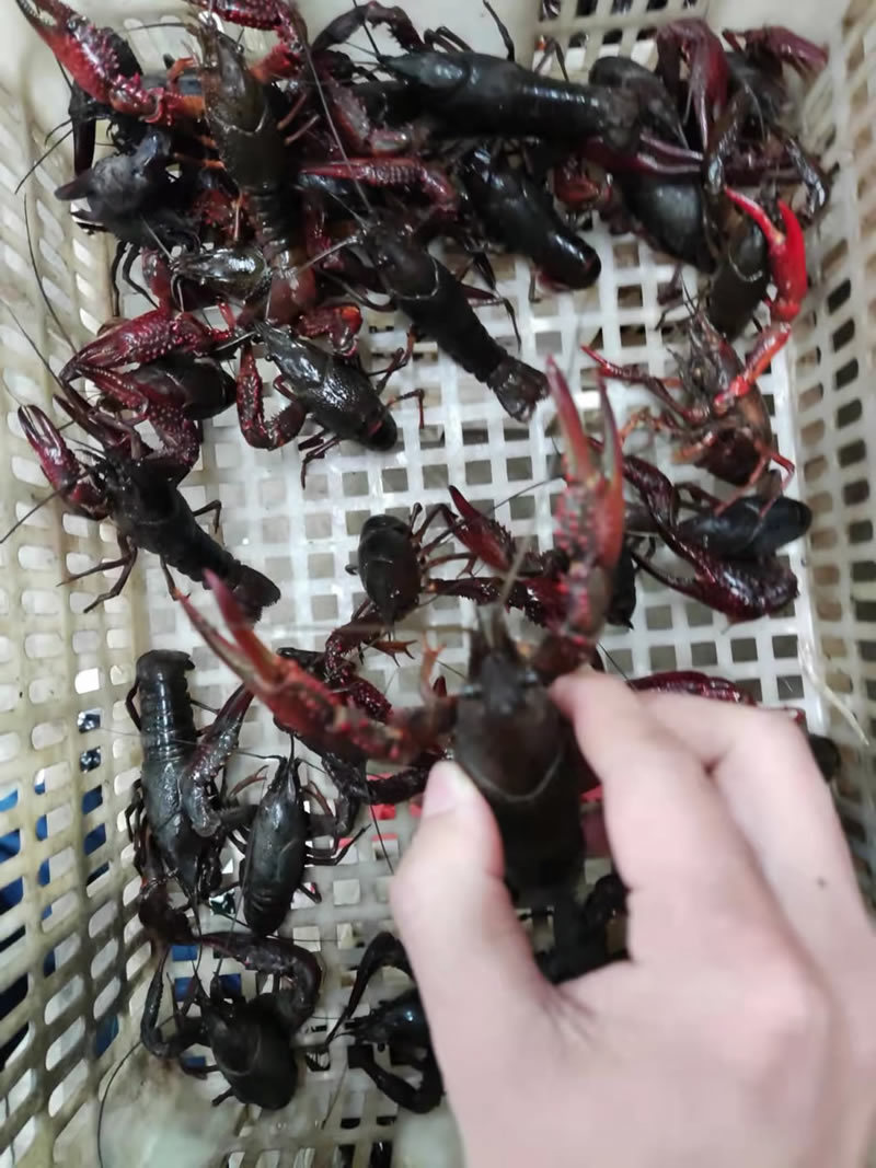 湖北潜江小龙虾炮头炮青