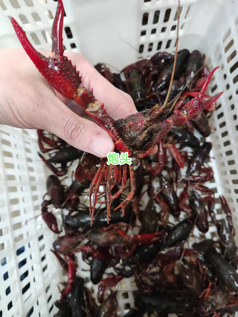 湖北潜江小龙虾炮头炮青