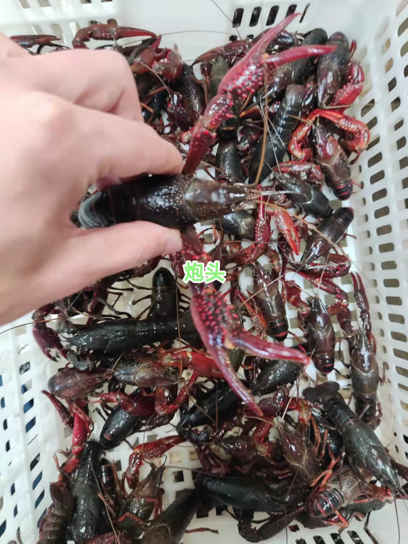 湖北潜江小龙虾炮头炮青