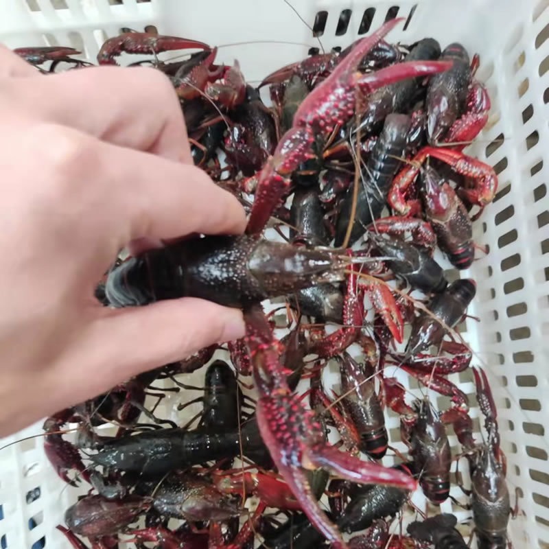 湖北潜江小龙虾批发红虾批发