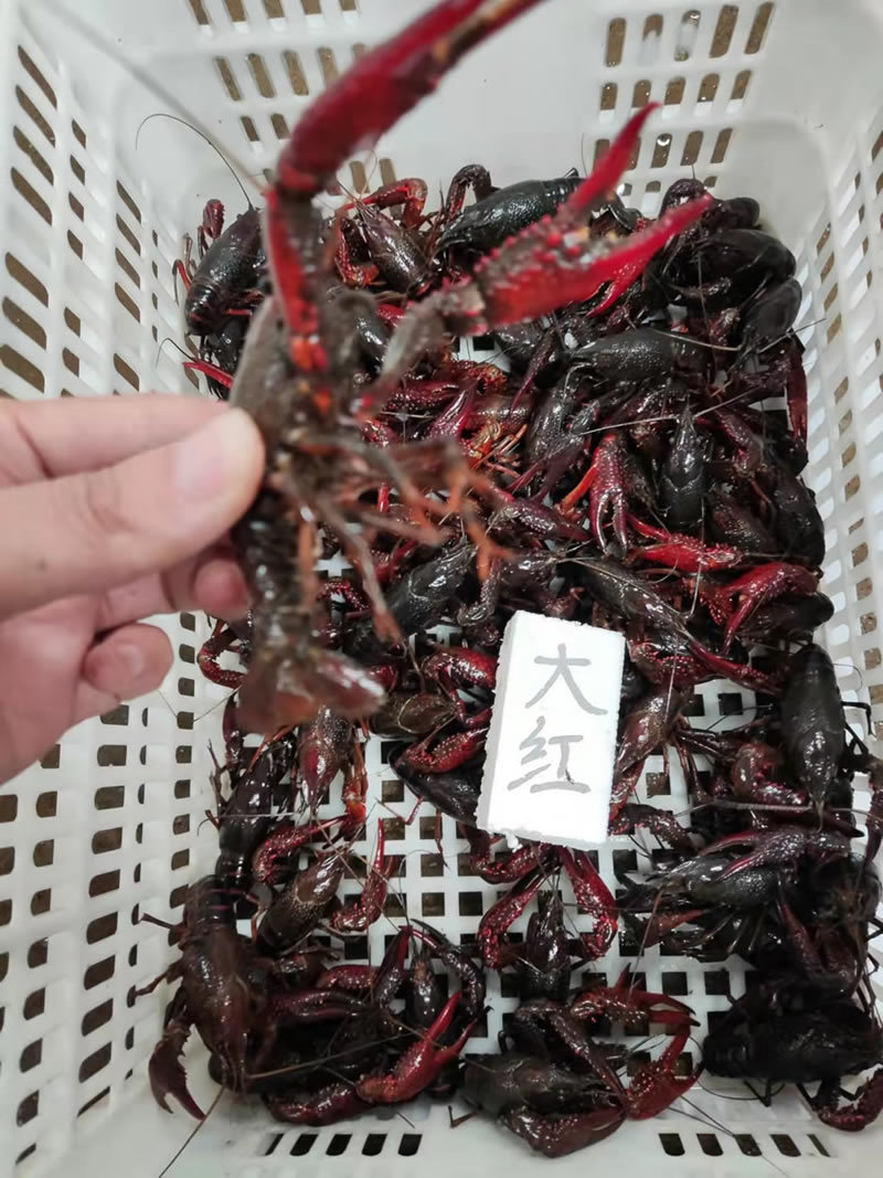湖北潜江小龙虾批发红虾批发