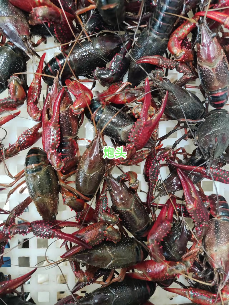 湖北潜江小龙虾批发红虾批发