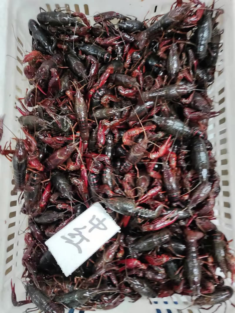 湖北潜江小龙虾批发红虾批发