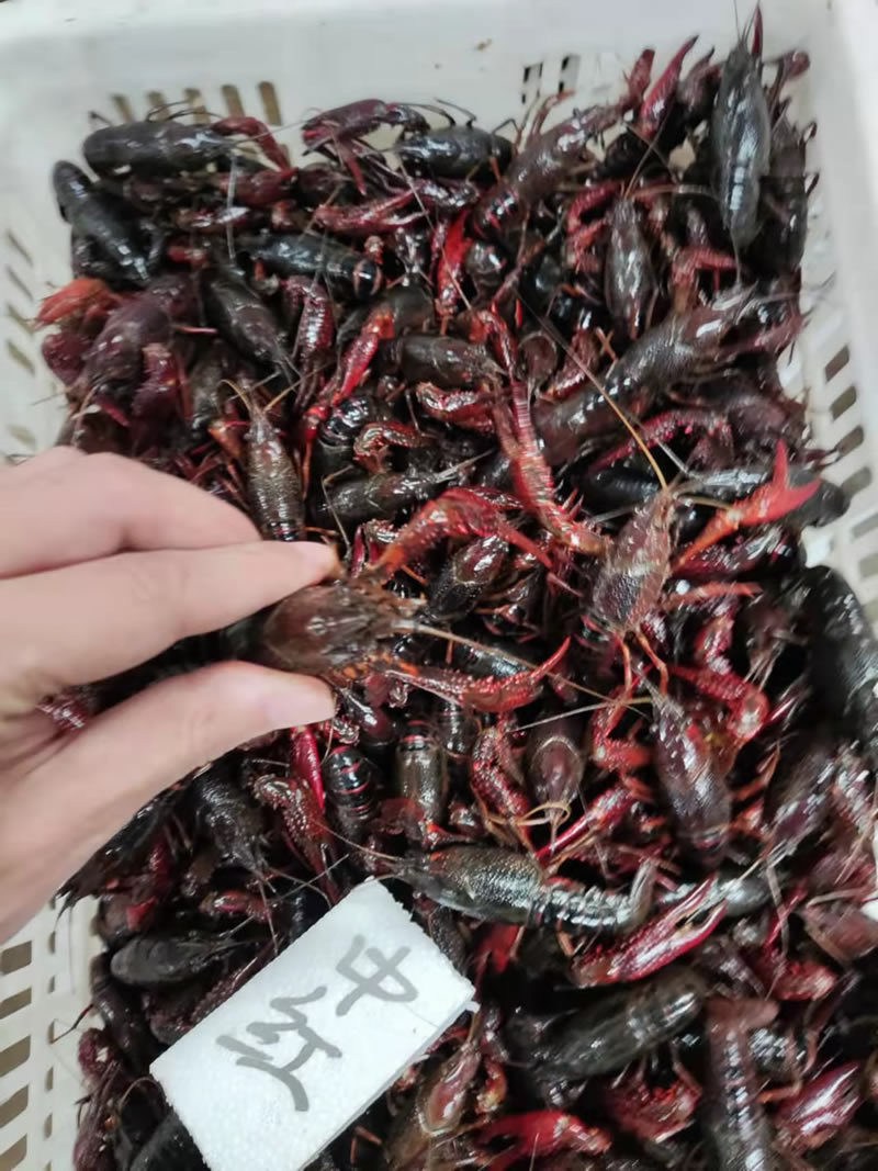 湖北潜江小龙虾批发红虾批发
