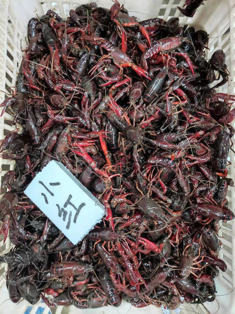 湖北潜江小龙虾批发红虾批发