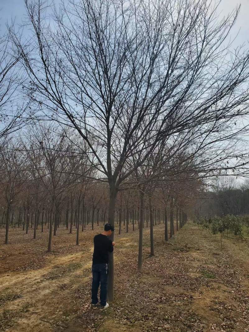 12公分榉树13公分14公分榉树多少钱(优惠)