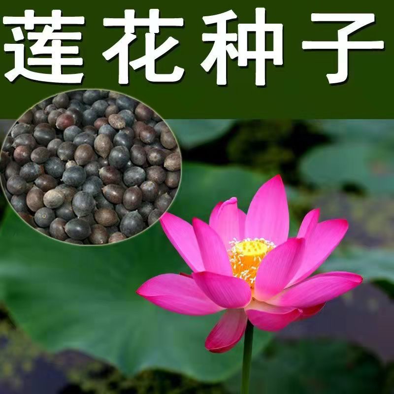 荷花种子水培植物莲子种子已开口室内庭院盆栽四季