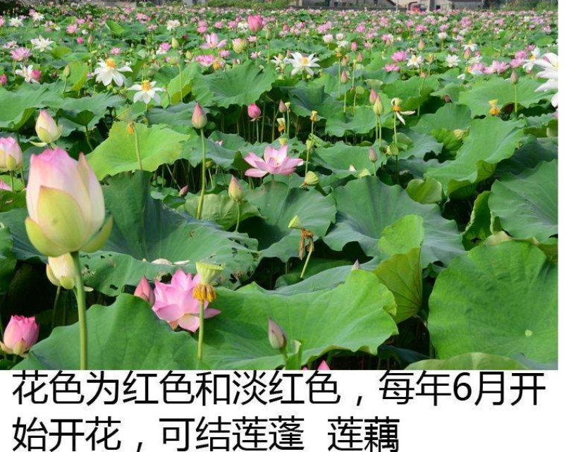 荷花种子水培植物莲子种子已开口室内庭院盆栽四季