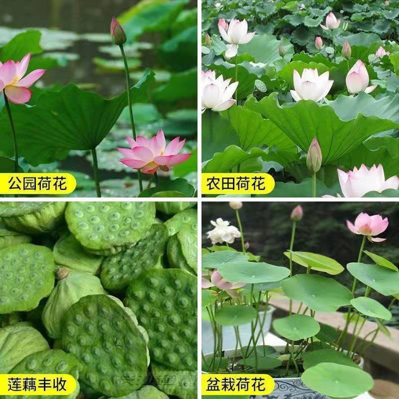 荷花种子水培植物莲子种子已开口室内庭院盆栽四季