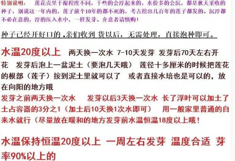 荷花种子水培植物莲子种子已开口室内庭院盆栽四季