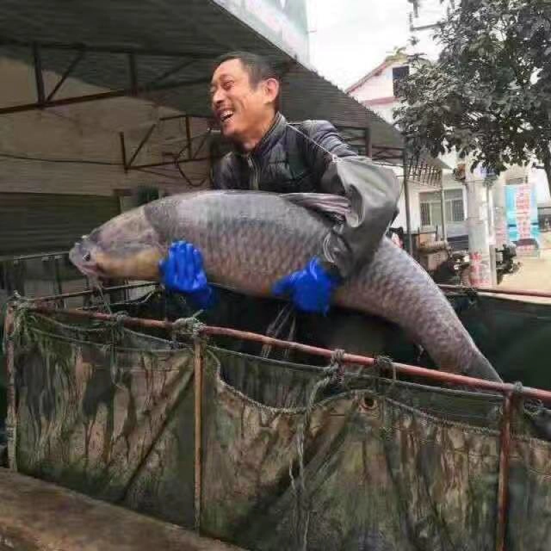 湘鄂两省最靠谱诚信青鱼供应商！客户最高评价供应商！！