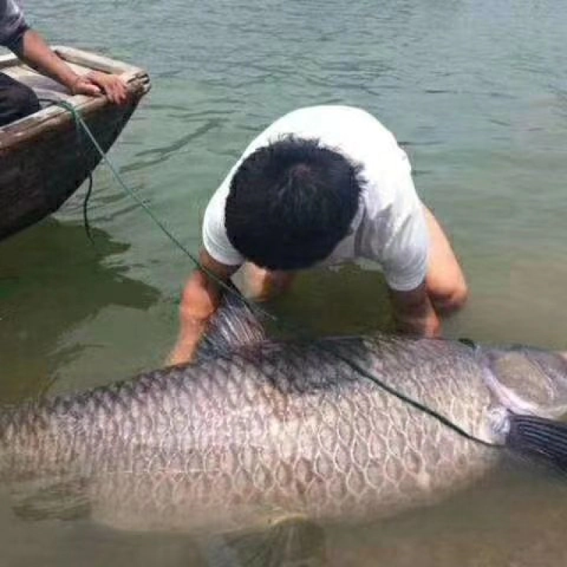 乌青鱼成品青鱼，各大小规格青鱼都有，质量完美，优惠多多