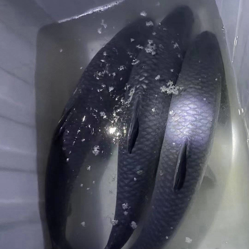 乌青鱼成品青鱼，各大小规格青鱼都有，质量完美，优惠多多