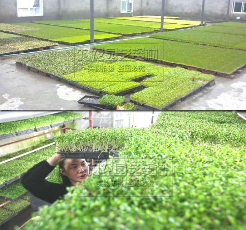 育苗盘田园方盘芽苗菜玛咖石斛多肉育苗盘芽苗菜盘