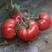 普罗旺斯种子荷兰原装进口大粉番茄果种子春秋水果番茄