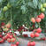 普罗旺斯种子荷兰原装进口大粉番茄果种子春秋水果番茄